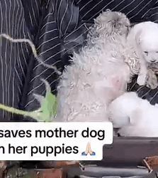 Part2 Animals Rescue #dogrescue #rescuedog #dogsofttiktok #foryoupage #foryou #dogs