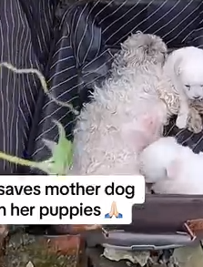 Part2 Animals Rescue #dogrescue #rescuedog #dogsofttiktok #foryoupage #foryou #dogs