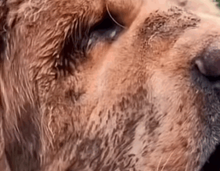 Part2 Animals Rescue #dogrescue #rescuedog #dogsofttiktok #foryoupage #foryou #dogs