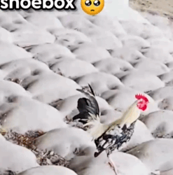 Part2 Animals Rescue #dogrescue #rescuedog #dogsofttiktok #foryoupage #foryou #dogs