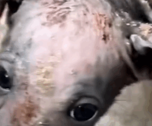 Part2 Animals Rescue #dogrescue #rescuedog #dogsofttiktok #foryoupage #foryou #dogs