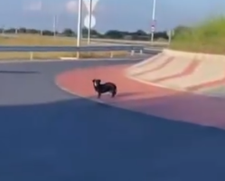 Part2 Animals Rescue #dogrescue #rescuedog #dogsofttiktok #foryoupage #foryou #dogs