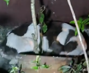 Part2 Animals Rescue #dogrescue #rescuedog #dogsofttiktok #foryoupage #foryou #dogs