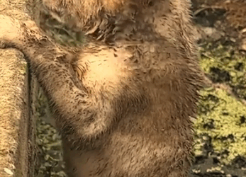 Part2 Animals Rescue #dogrescue #rescuedog #dogsofttiktok #foryoupage #foryou #dogs