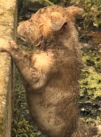 Part2 Animals Rescue #dogrescue #rescuedog #dogsofttiktok #foryoupage #foryou #dogs