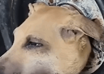 Part2 Animals Rescue #dogrescue #rescuedog #dogsofttiktok #foryoupage #foryou #dogs