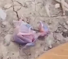 Part2 Animals Rescue #dogrescue #rescuedog #dogsofttiktok #foryoupage #foryou #dogs