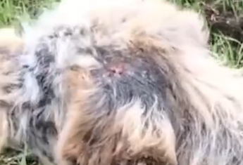 Part2 Animals Rescue #dogrescue #rescuedog #dogsofttiktok #foryoupage #foryou #dogs