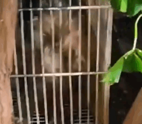 Part2 Animals Rescue #dogrescue #rescuedog #dogsofttiktok #foryoupage #foryou #dogs