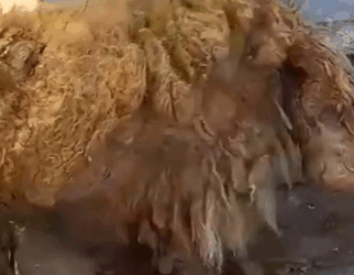 Part2 Animals Rescue #dogrescue #rescuedog #dogsofttiktok #foryoupage #foryou #dogs