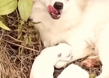 Part2 Animals Rescue #dogrescue #rescuedog #dogsofttiktok #foryoupage #foryou #dogs