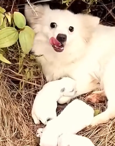 Part2 Animals Rescue #dogrescue #rescuedog #dogsofttiktok #foryoupage #foryou #dogs