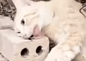 Part2 Animals Rescue #dogrescue #rescuedog #dogsofttiktok #foryoupage #foryou #dogs