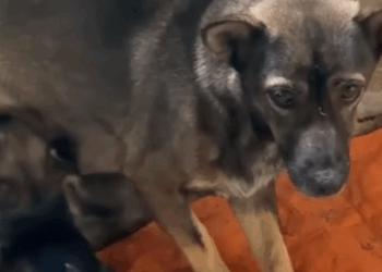 Part2 Animals Rescue #dogrescue #rescuedog #dogsofttiktok #foryoupage #foryou #dogs