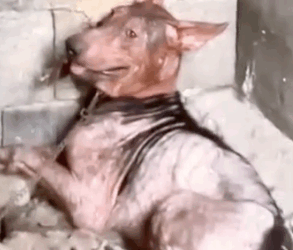 Part2 Animals Rescue #dogrescue #rescuedog #dogsofttiktok #foryoupage #foryou #dogs