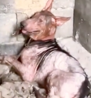 Part2 Animals Rescue #dogrescue #rescuedog #dogsofttiktok #foryoupage #foryou #dogs