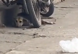 Part2 Animals Rescue #dogrescue #rescuedog #dogsofttiktok #foryoupage #foryou #dogs