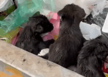 Part2 Animals Rescue #dogrescue #rescuedog #dogsofttiktok #foryoupage #foryou #dogs