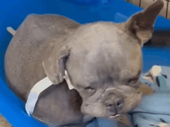 Watch This Senior Frenchie Get Loved Back To Life_part2