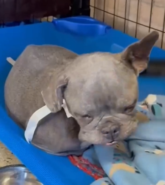 Watch This Senior Frenchie Get Loved Back To Life_part2