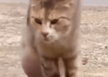 Part2 Animals Rescue #dogrescue #rescuedog #dogsofttiktok #foryoupage #foryou #dogs