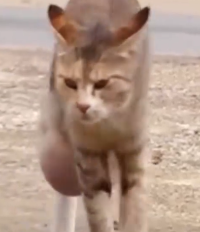 Part2 Animals Rescue #dogrescue #rescuedog #dogsofttiktok #foryoupage #foryou #dogs