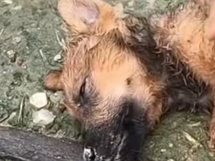 Part2 Animals Rescue #dogrescue #rescuedog #dogsofttiktok #foryoupage #foryou #dogs