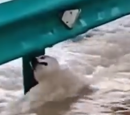 Part2 Animals Rescue #dogrescue #rescuedog #dogsofttiktok #foryoupage #foryou #dogs