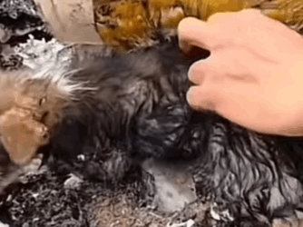 Part2 Animals Rescue #dogrescue #rescuedog #dogsofttiktok #foryoupage #foryou #dogs