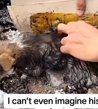 Part2 Animals Rescue #dogrescue #rescuedog #dogsofttiktok #foryoupage #foryou #dogs