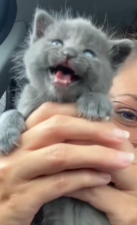 Part2 Animals Rescue #dogrescue #rescuedog #dogsofttiktok #foryoupage #foryou #dogs