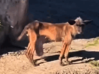 Part2 Animals Rescue #dogrescue #rescuedog #dogsofttiktok #foryoupage #foryou #dogs