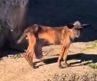 Part2 Animals Rescue #dogrescue #rescuedog #dogsofttiktok #foryoupage #foryou #dogs