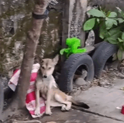 Part2 Animals Rescue #dogrescue #rescuedog #dogsofttiktok #foryoupage #foryou #dogs