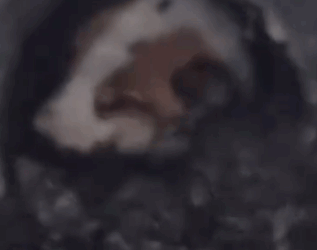 Part2 Animals Rescue #dogrescue #rescuedog #dogsofttiktok #foryoupage #foryou #dogs