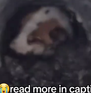 Part2 Animals Rescue #dogrescue #rescuedog #dogsofttiktok #foryoupage #foryou #dogs