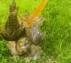 Part2 Animals Rescue #dogrescue #rescuedog #dogsofttiktok #foryoupage #foryou #dogs