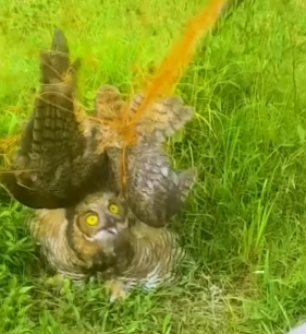 Part2 Animals Rescue #dogrescue #rescuedog #dogsofttiktok #foryoupage #foryou #dogs