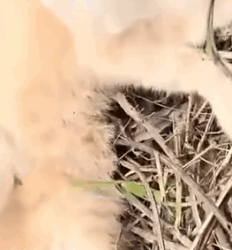 Part2 Animals Rescue #dogrescue #rescuedog #dogsofttiktok #foryoupage #foryou #dogs