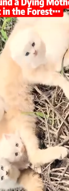 Part2 Animals Rescue #dogrescue #rescuedog #dogsofttiktok #foryoupage #foryou #dogs