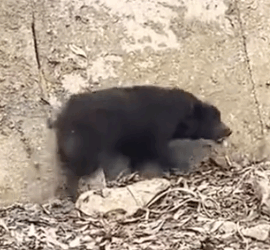 Part2 Animals Rescue #dogrescue #rescuedog #dogsofttiktok #foryoupage #foryou #dogs