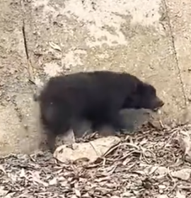 Part2 Animals Rescue #dogrescue #rescuedog #dogsofttiktok #foryoupage #foryou #dogs