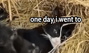 Part2 Animals Rescue #dogrescue #rescuedog #dogsofttiktok #foryoupage #foryou #dogs