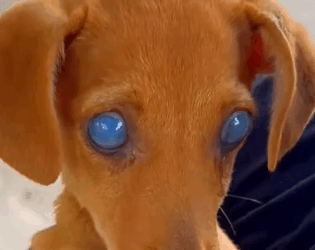 Part2 Animals Rescue #dogrescue #rescuedog #dogsofttiktok #foryoupage #foryou #dogs