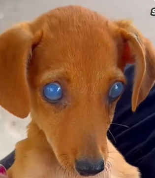 Part2 Animals Rescue #dogrescue #rescuedog #dogsofttiktok #foryoupage #foryou #dogs