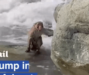 Part2 Animals Rescue #dogrescue #rescuedog #dogsofttiktok #foryoupage #foryou #dogs