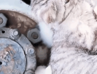 Part2 Animals Rescue #dogrescue #rescuedog #dogsofttiktok #foryoupage #foryou #dogs