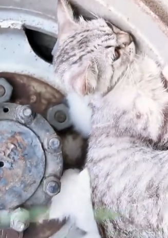 Part2 Animals Rescue #dogrescue #rescuedog #dogsofttiktok #foryoupage #foryou #dogs