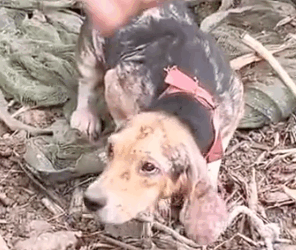 Part2 Animals Rescue #dogrescue #rescuedog #dogsofttiktok #foryoupage #foryou #dogs