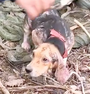 Part2 Animals Rescue #dogrescue #rescuedog #dogsofttiktok #foryoupage #foryou #dogs